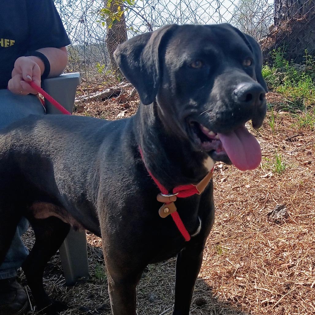 Enlarge Nadine, a Adoptable mixed breed in Valley, AL image 4/6