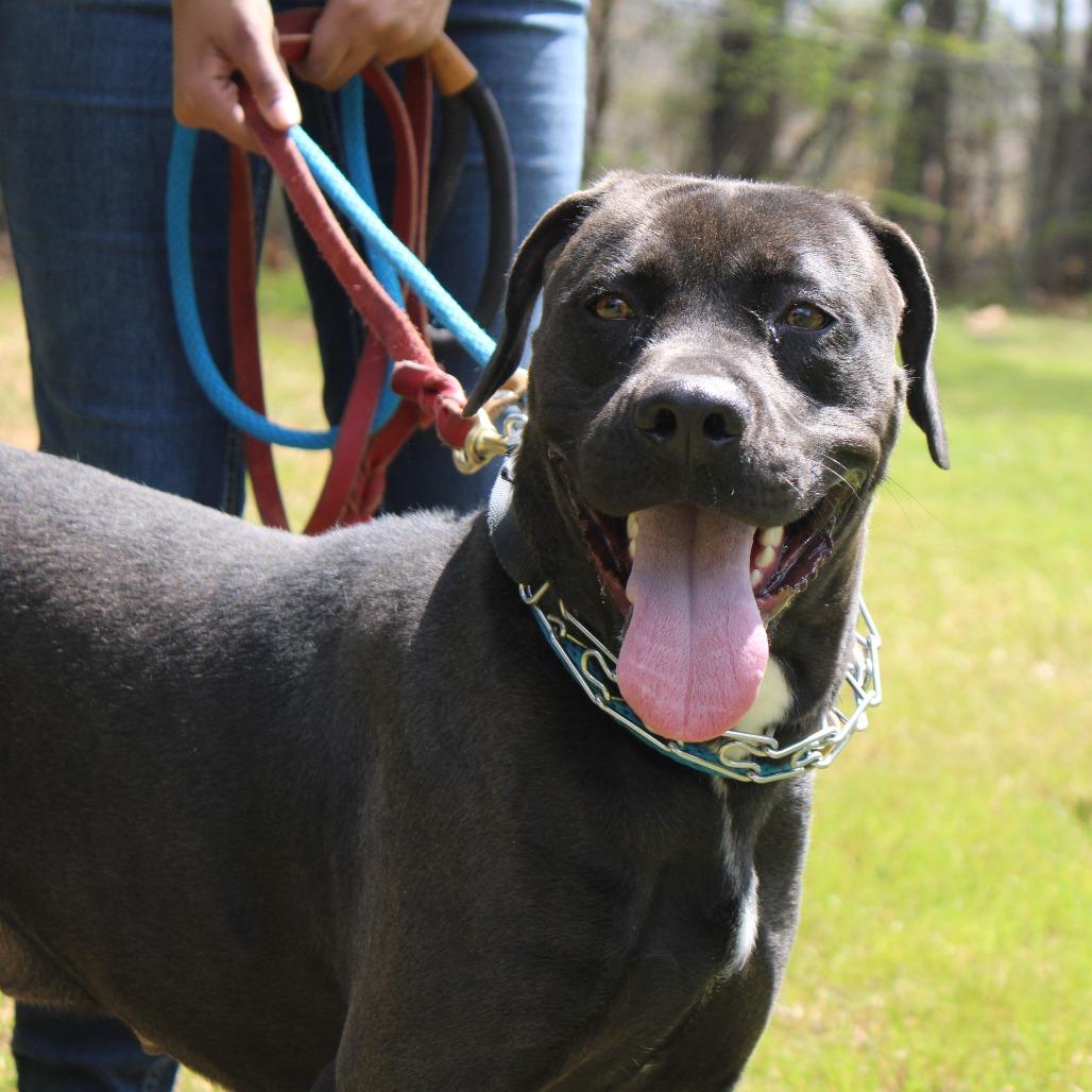 Enlarge Nadine, a Adoptable mixed breed in Valley, AL image 5/6