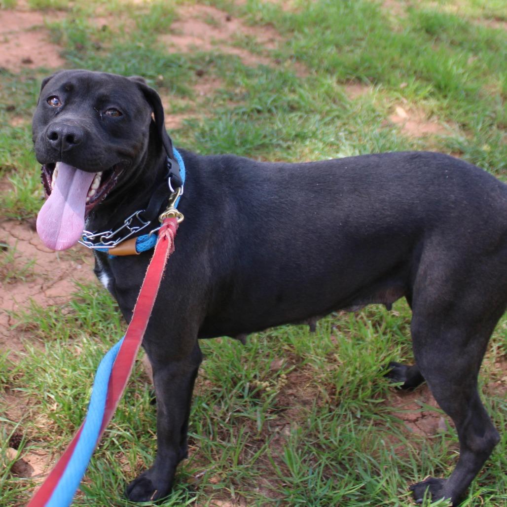 Enlarge Nadine, a Adoptable mixed breed in Valley, AL image 6/6