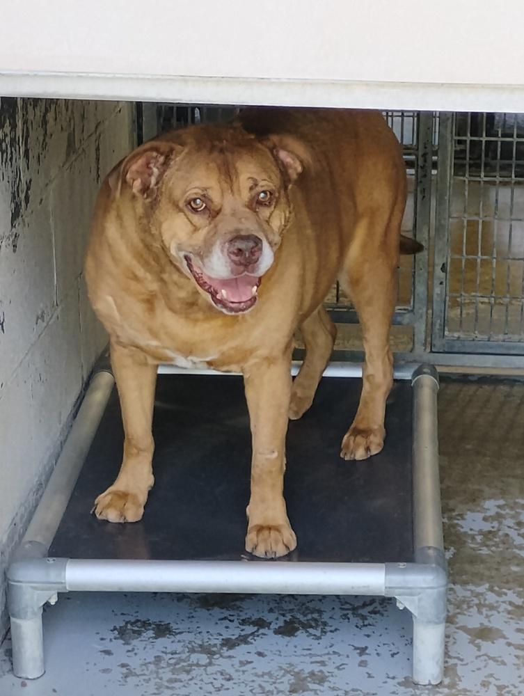 Enlarge Scrappy #84, a Adoptable mixed breed in New Lexington, OH image 1/1