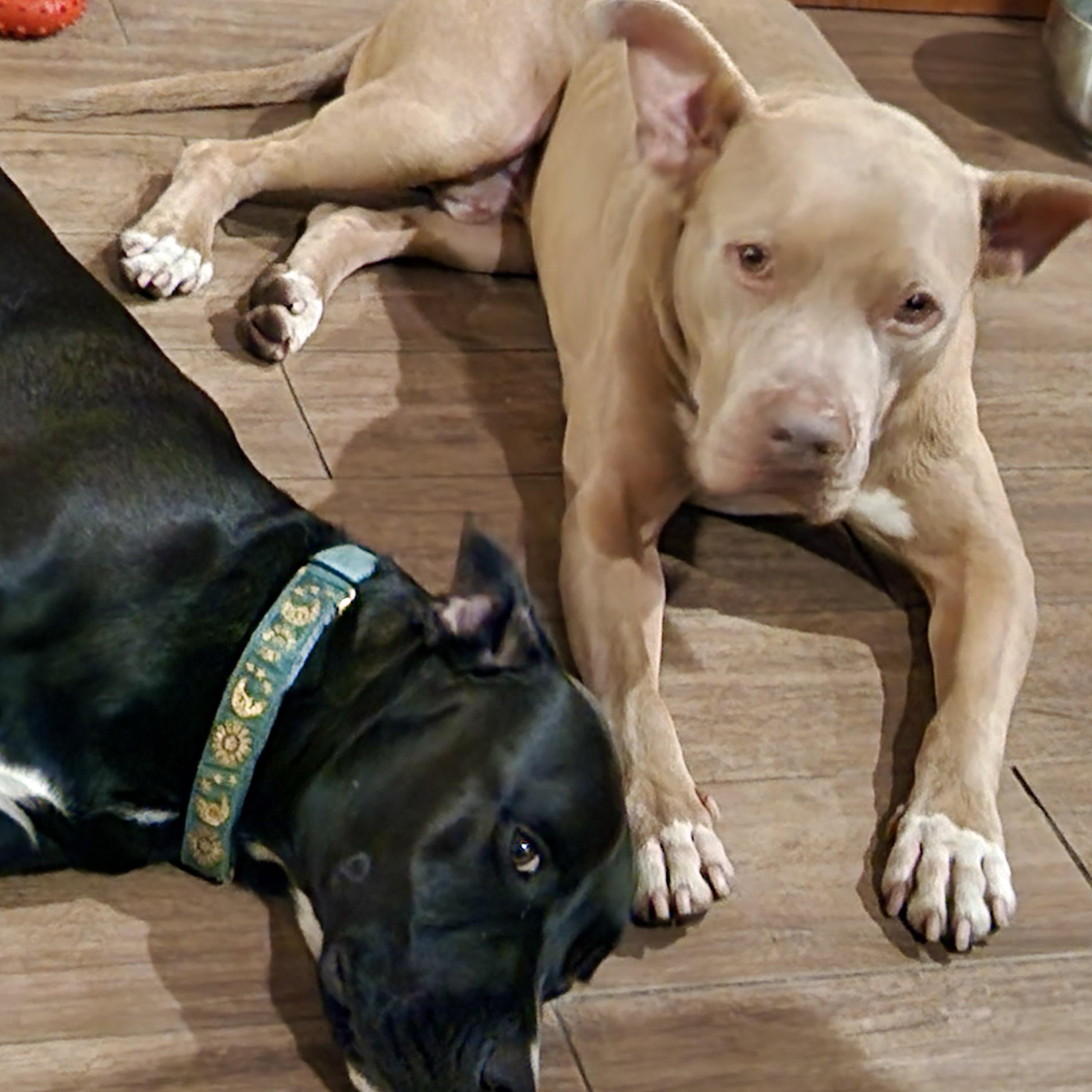 Enlarge Finn-Such A wonderful personality, sweet, CAT and dog friendly too! , a Adoptable mixed breed in Long Beach, CA image 3/6