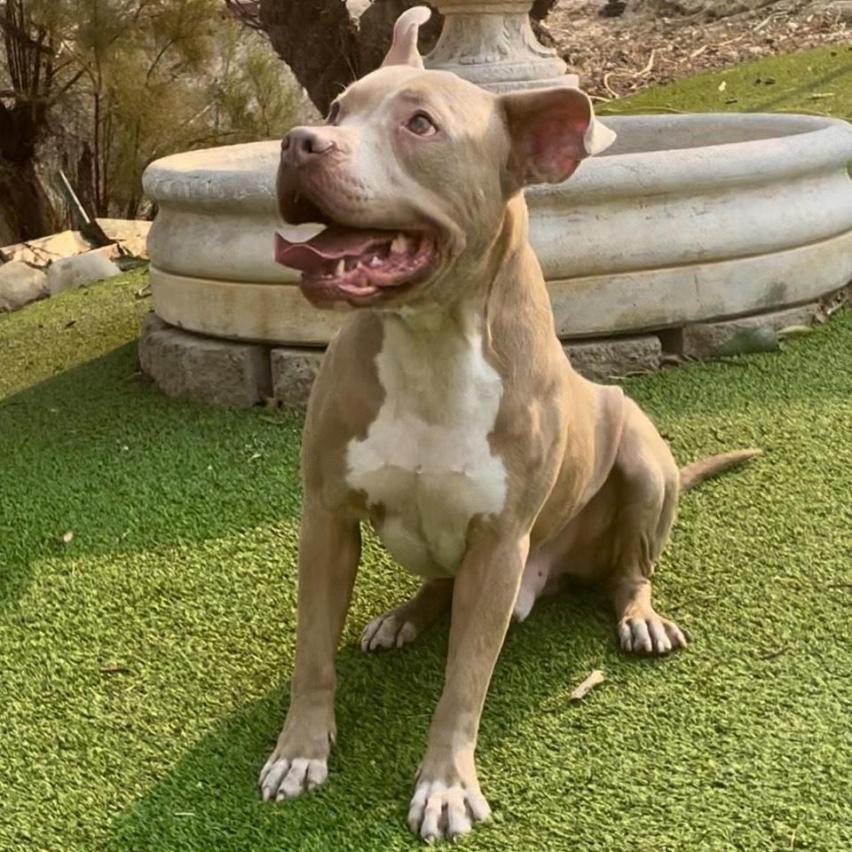 Enlarge Finn-Such A wonderful personality, sweet, CAT and dog friendly too! , a Adoptable mixed breed in Long Beach, CA image 6/6