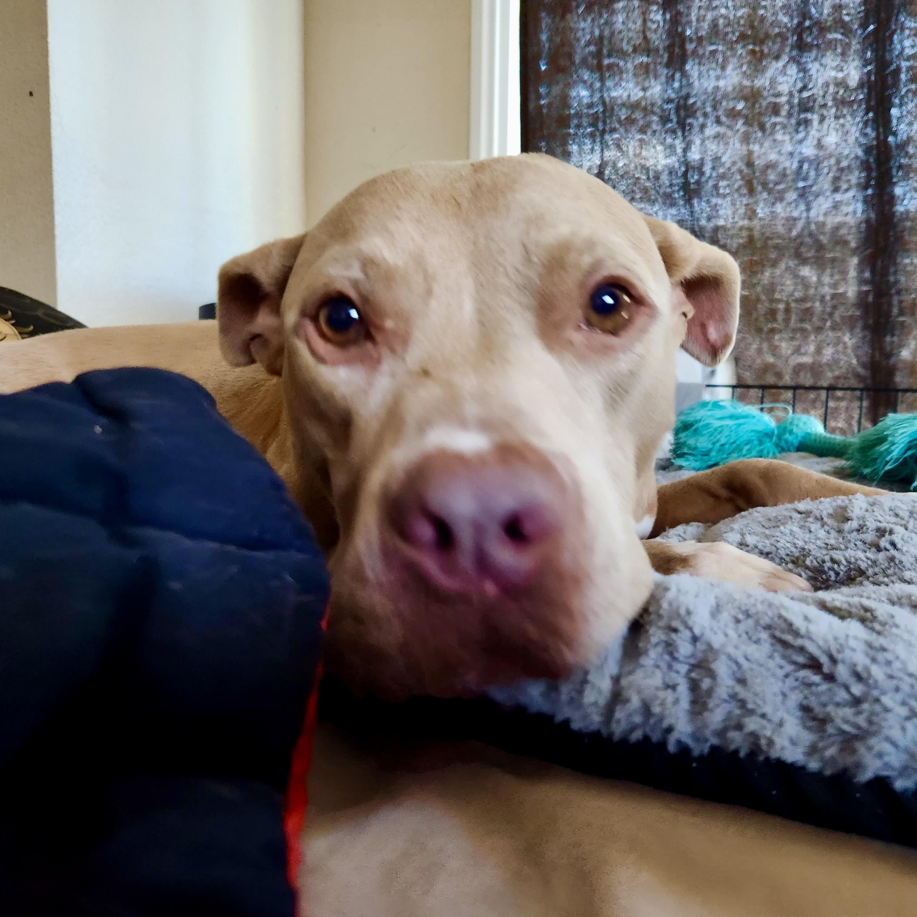 Enlarge Finn-Such A wonderful personality, sweet, CAT and dog friendly too! , a Adoptable mixed breed in Long Beach, CA image 1/6