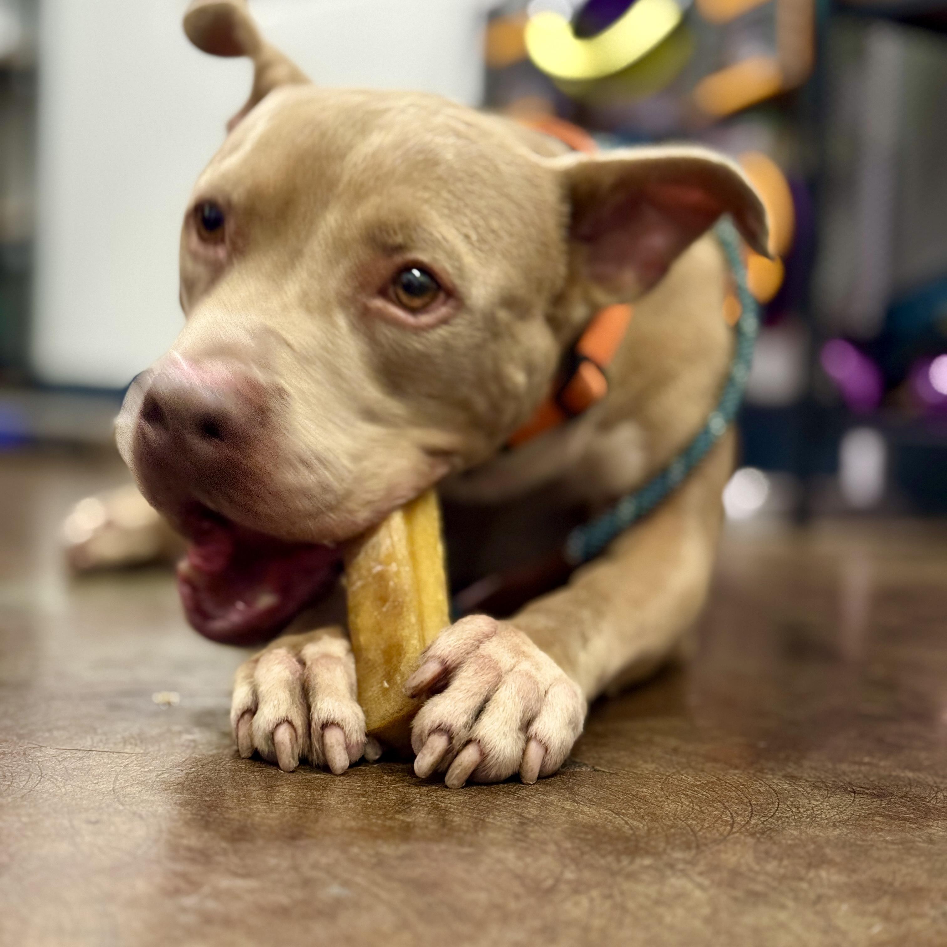 Enlarge Finn-Such A wonderful personality, sweet, CAT and dog friendly too! , a Adoptable mixed breed in Long Beach, CA image 2/6
