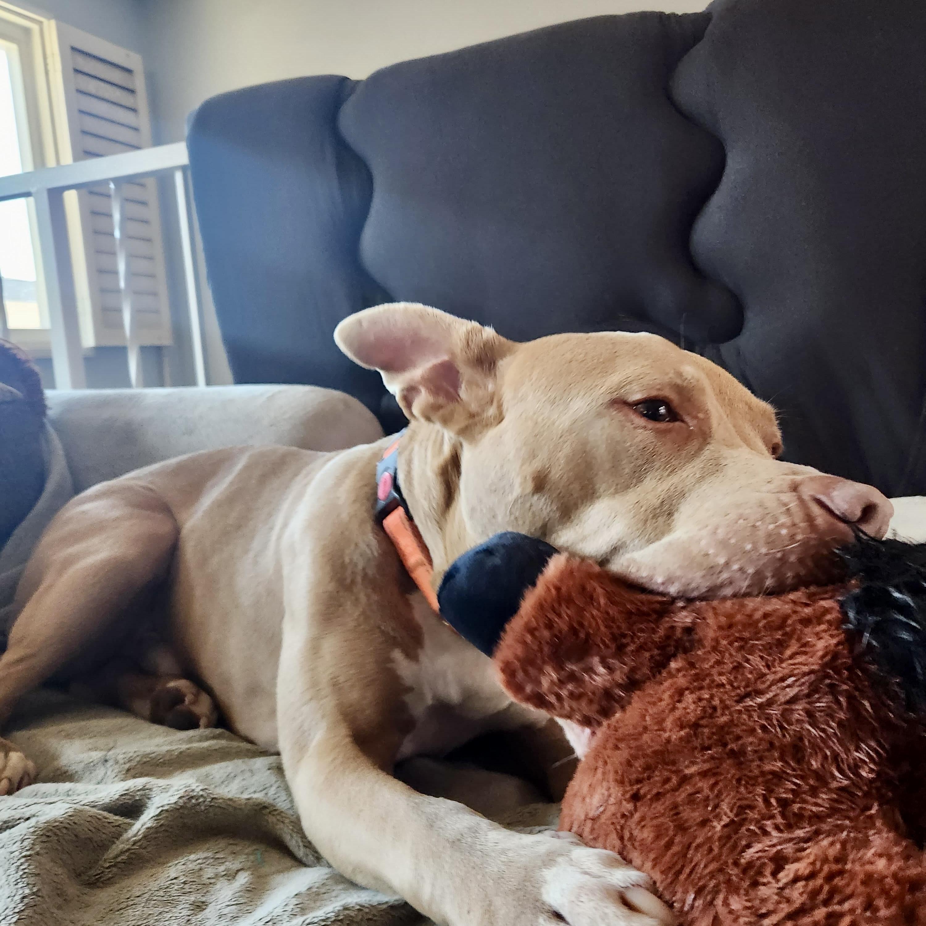 Enlarge Finn-Such A wonderful personality, sweet, CAT and dog friendly too! , a Adoptable mixed breed in Long Beach, CA image 5/6