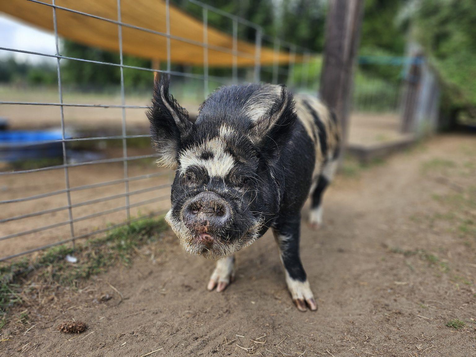 Enlarge Forest, a Adoptable Pig in Roy, WA image 1/1