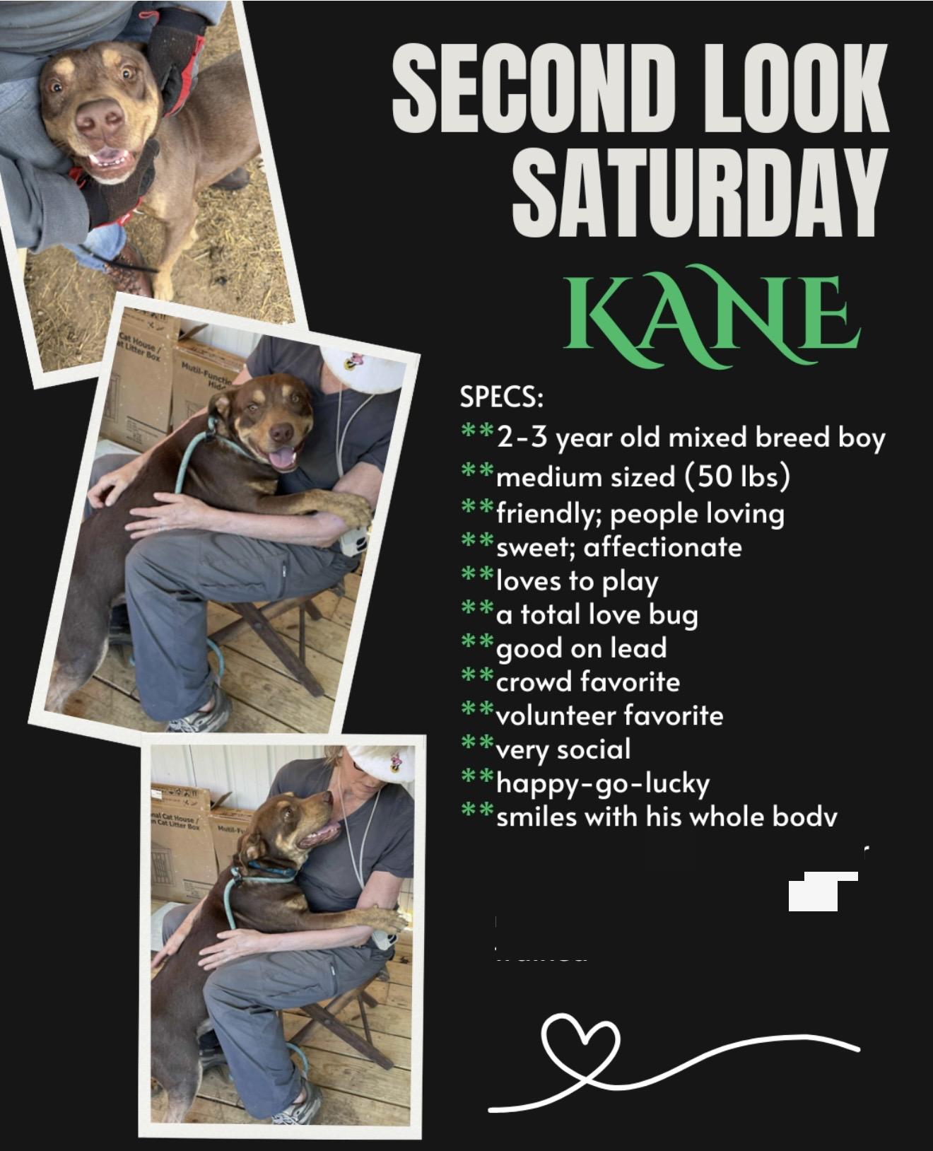 Enlarge Kane , a ADOPTABLE mixed breed in WARREN, RI image 2/3