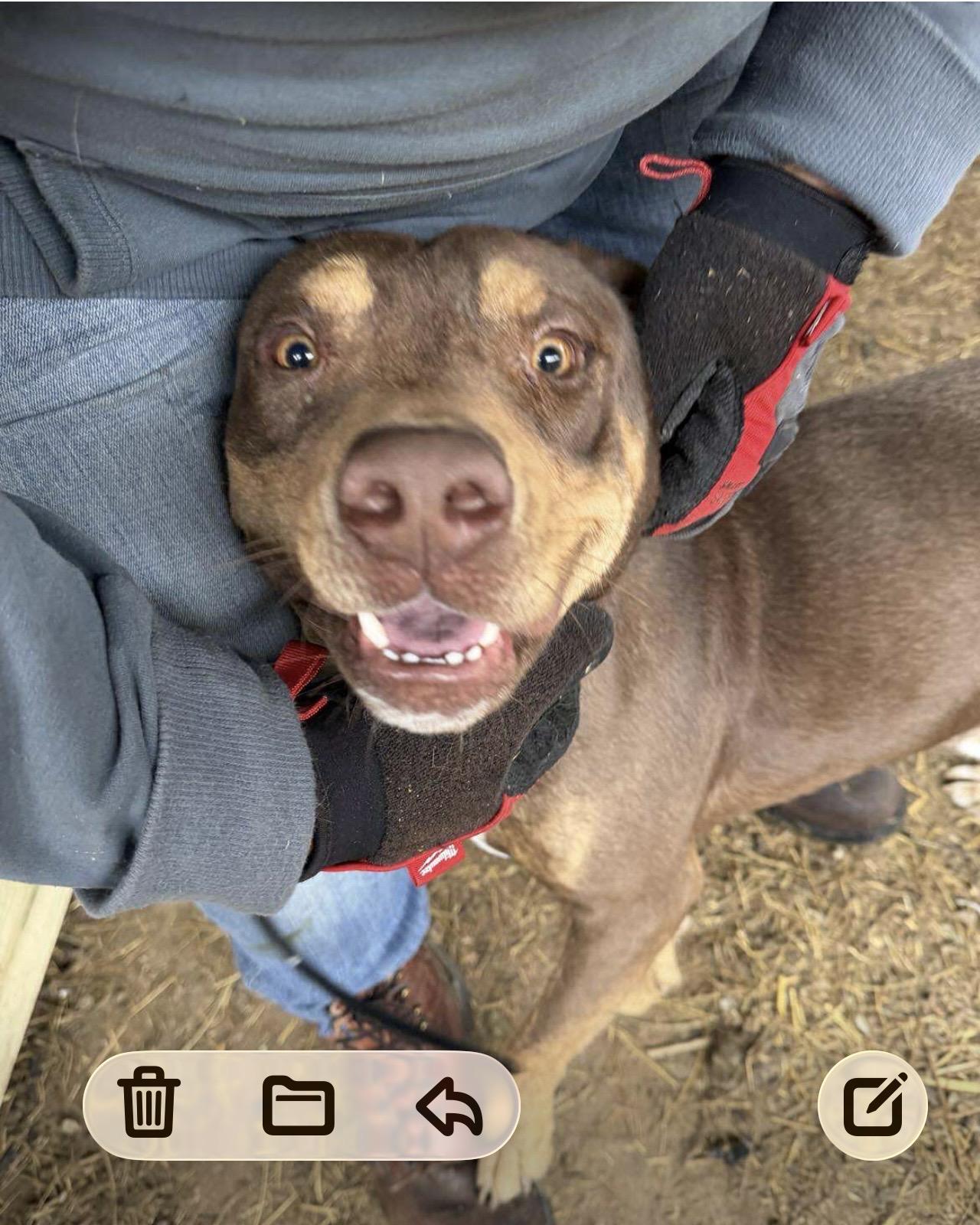 Enlarge Kane , a ADOPTABLE mixed breed in WARREN, RI image 3/3