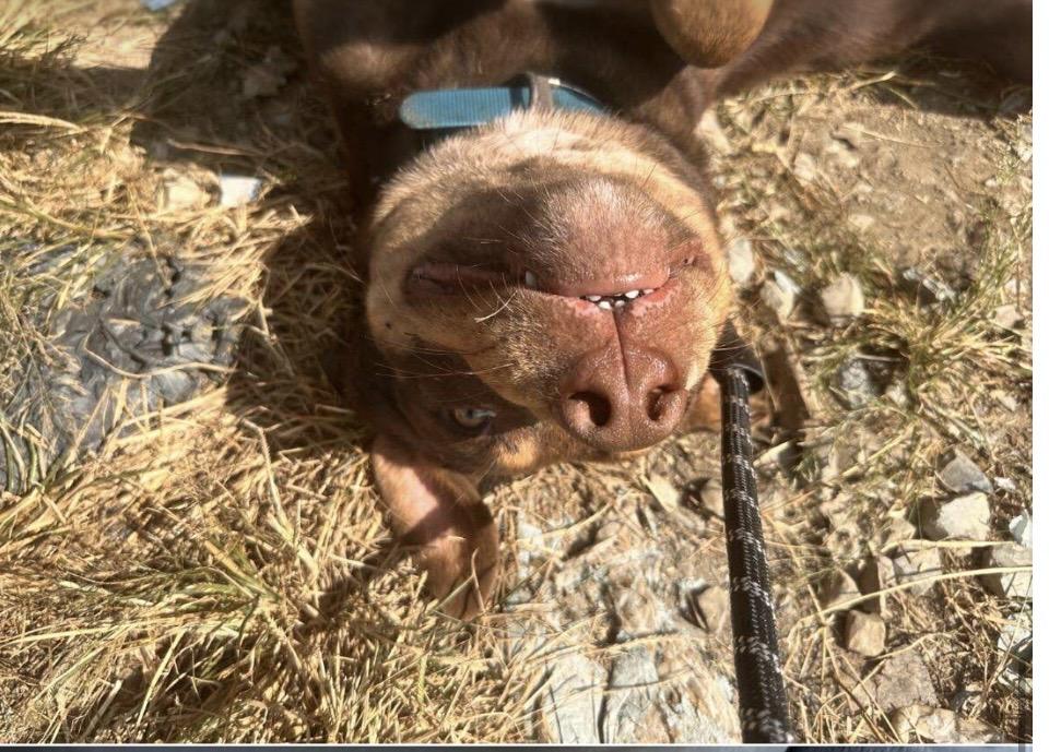 Kane , ADOPTABLE, Adult Male Chocolate Labrador Retriever & Staffordshire Bull Terrier.