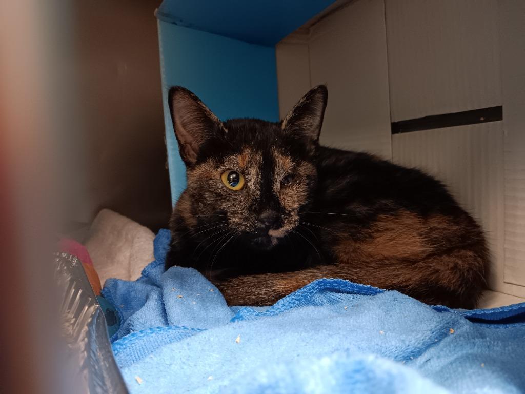 Lulu, Adoptable, Young Female Domestic Short Hair.