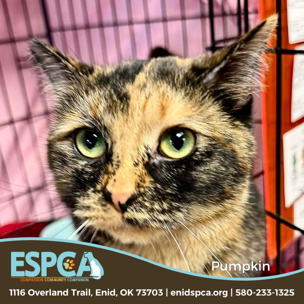 Pumpkin — thumbnail 2