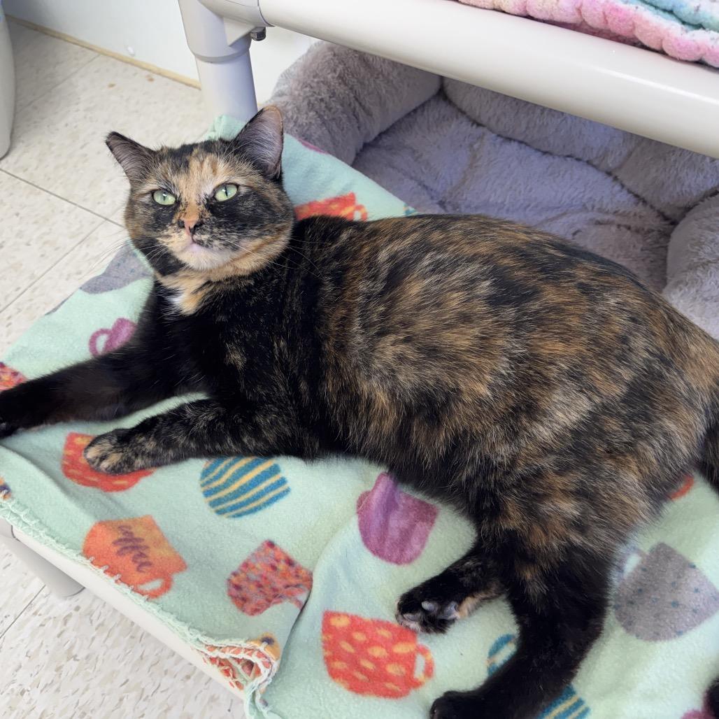 Pumpkin — thumbnail 3