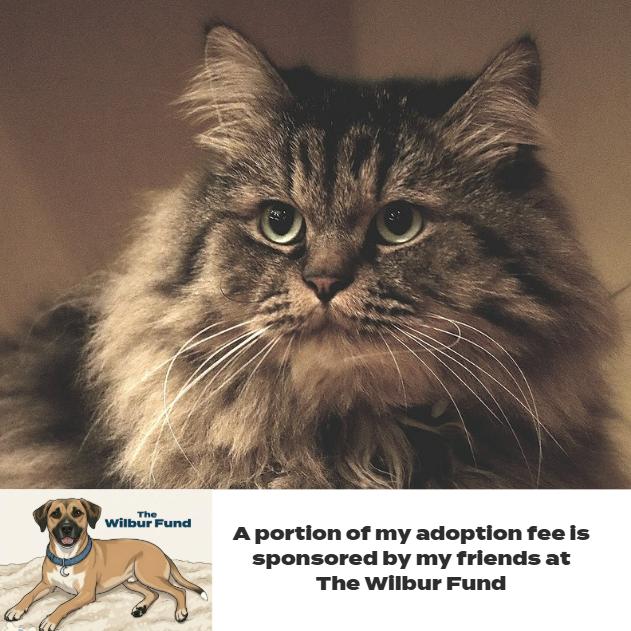 Rumi C63492 bonded w/Neville (Sponsored), Adoptable, Senior Male Domestic Medium Hair.