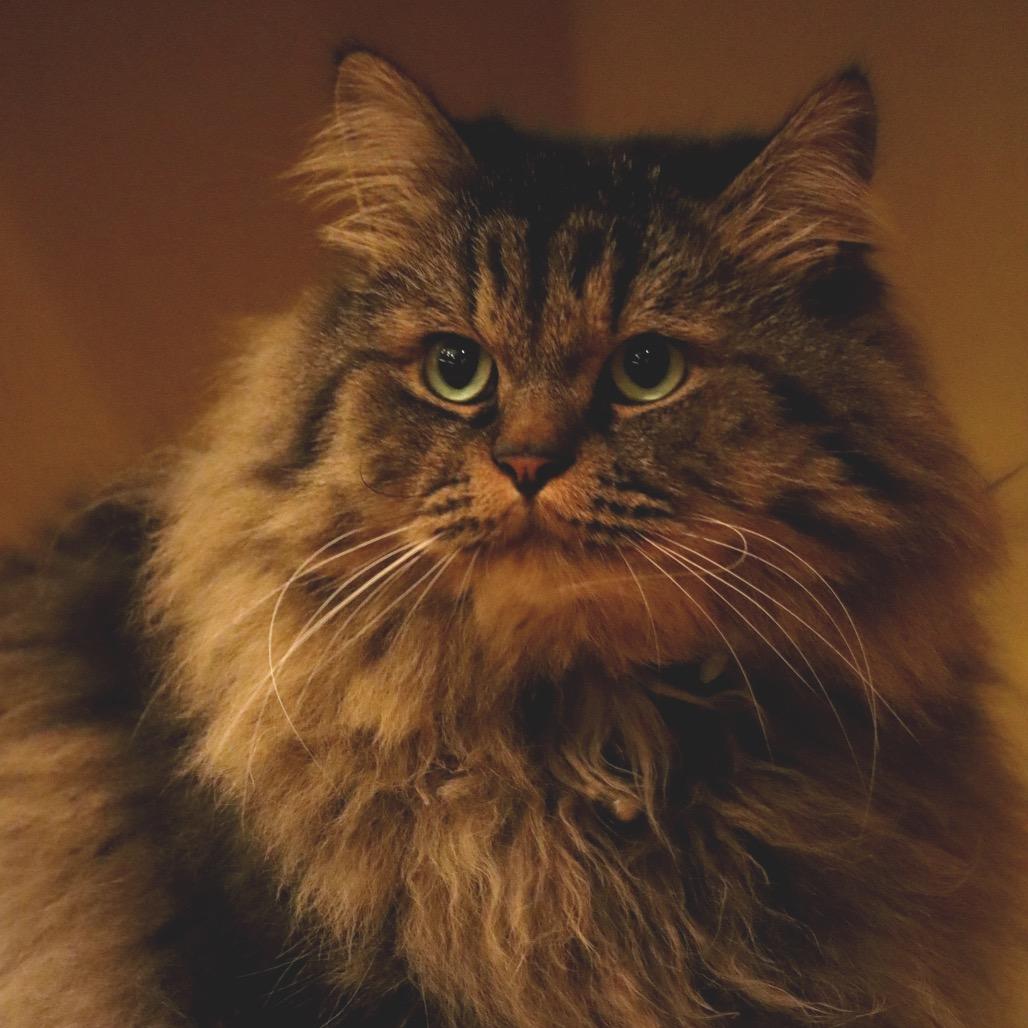 Rumi C63492 bonded w/Neville, Adoptable, Senior Male Domestic Medium Hair.