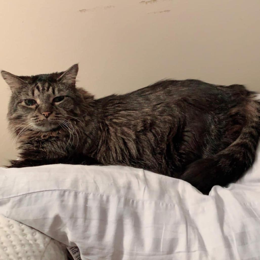 Rumi C63492 bonded w/Neville — thumbnail 3