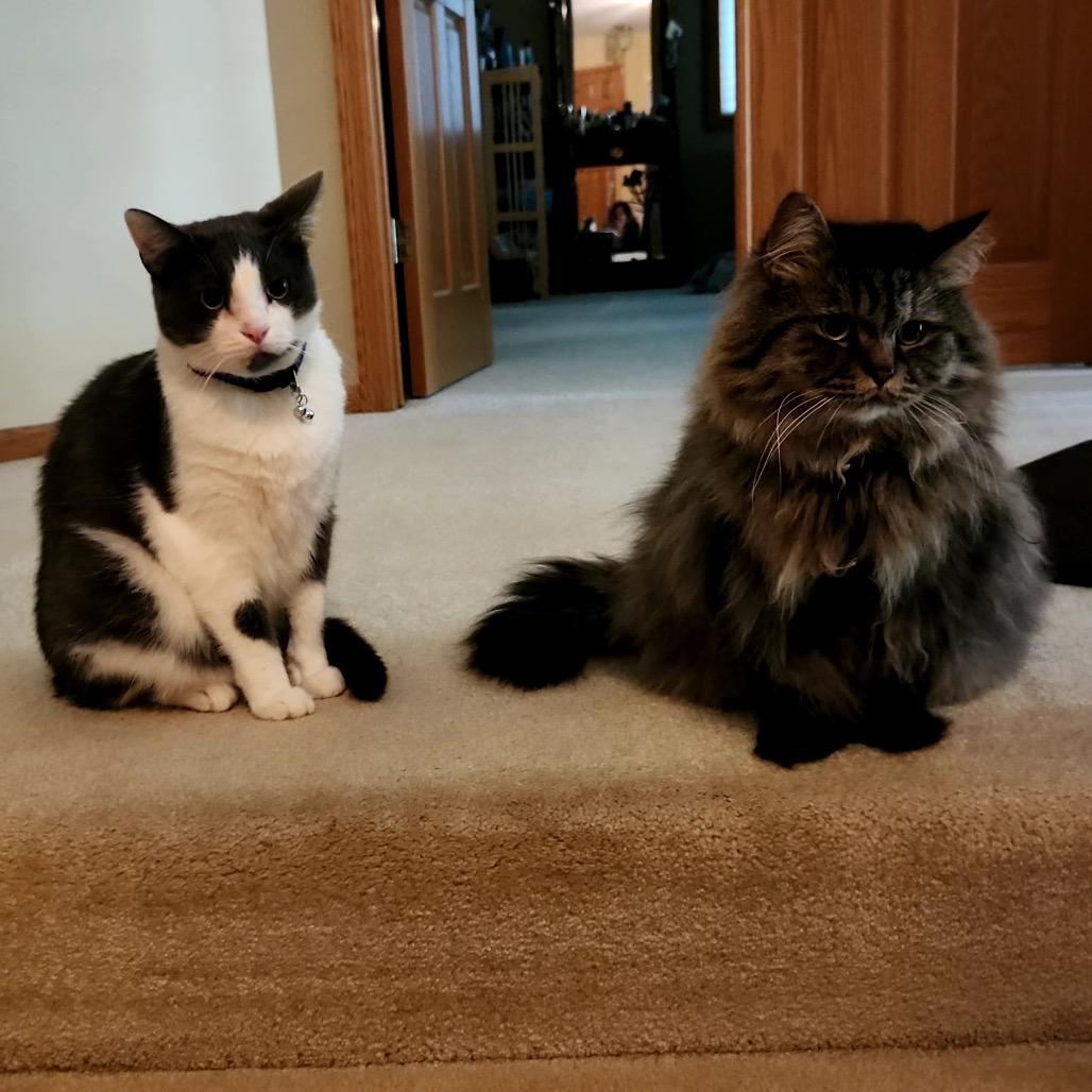 Rumi C63492 bonded w/Neville, a Adoptable Domestic Medium Hair in Minnetonka, MN image 3/6