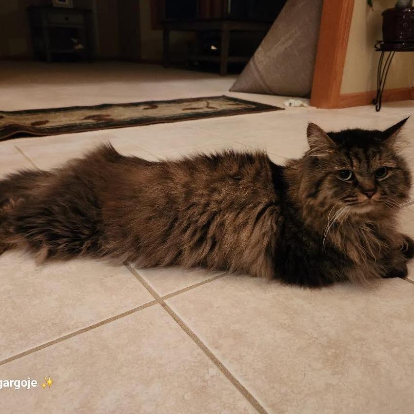 Rumi C63492 bonded w/Neville — thumbnail 5