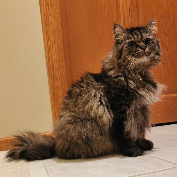 Rumi C63492 bonded w/Neville, a Adoptable Domestic Medium Hair in Minnetonka, MN image 6/6