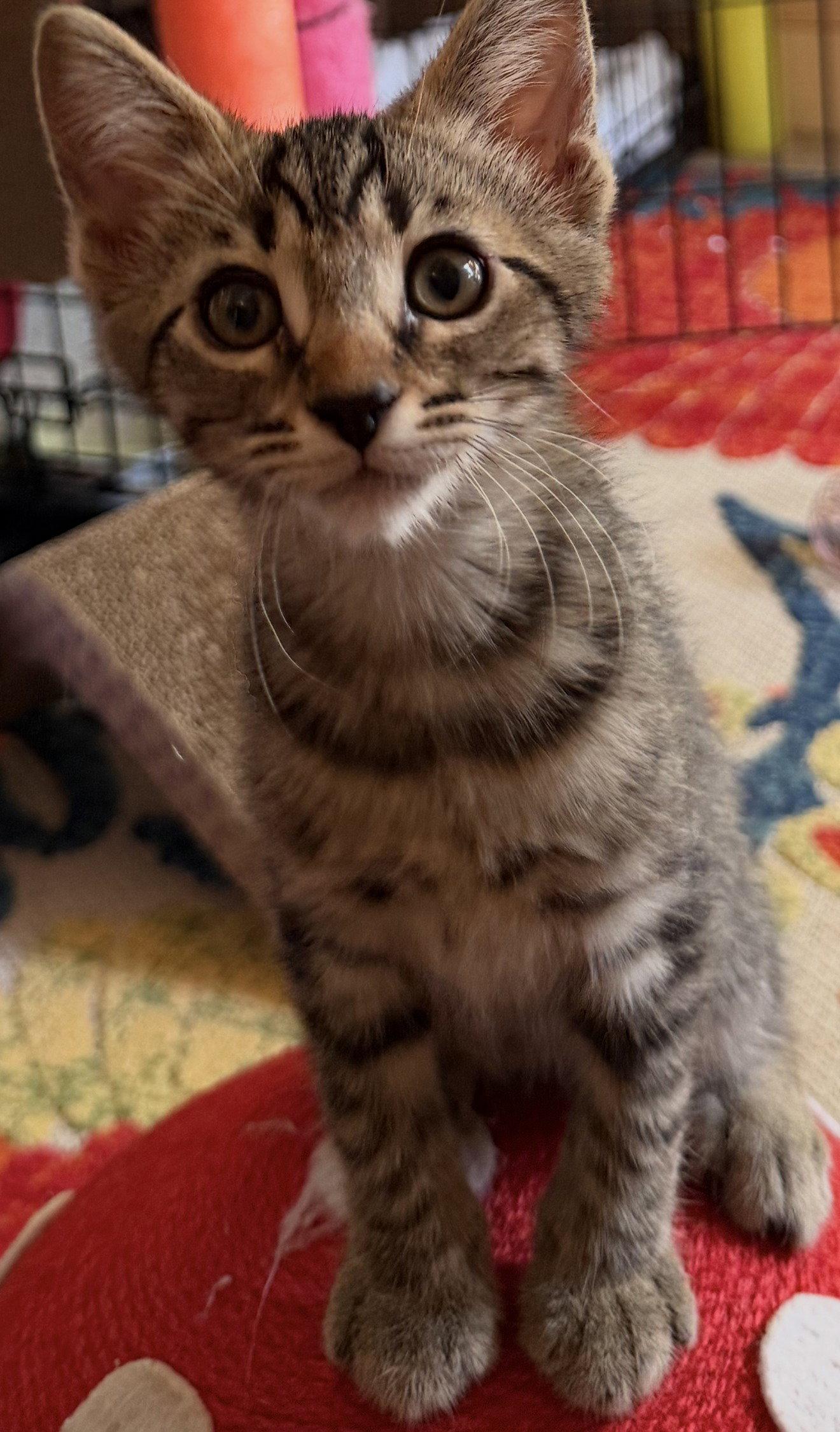 Enlarge Play Dough, a Adoptable Domestic Short Hair in Rowlett, TX image 1/1
