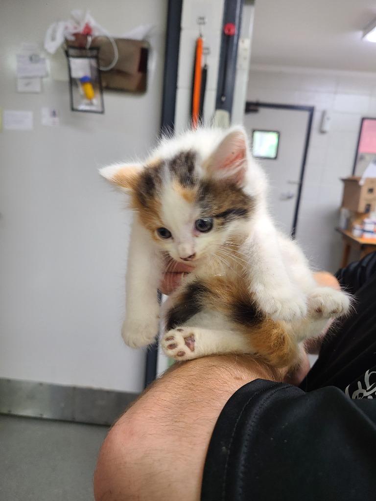 C1340-25, Adoptable, Young Female Domestic Short Hair.