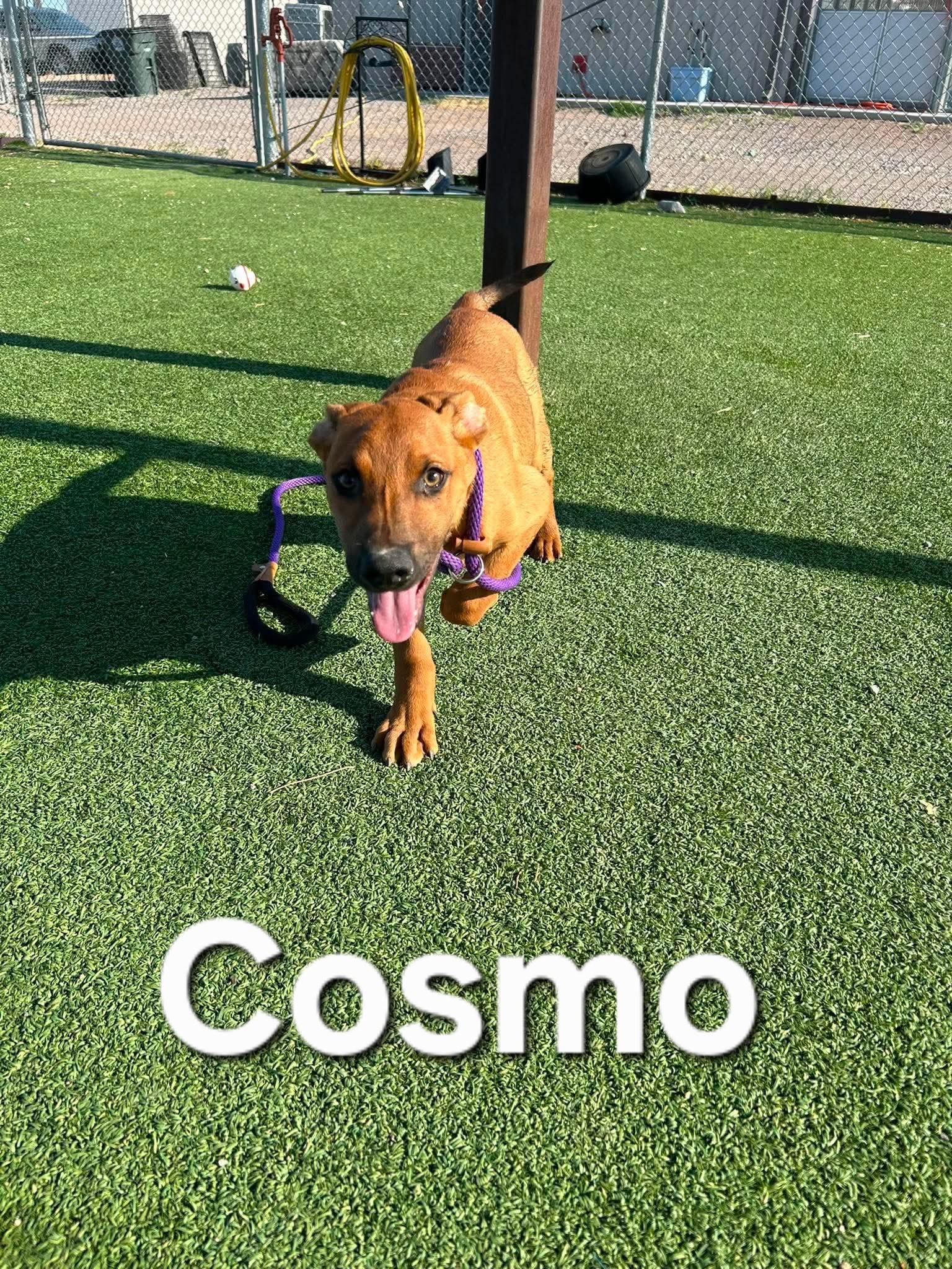 Cosmo, a ADOPTABLE mixed breed in Truth or Consequences , NM image 3/6
