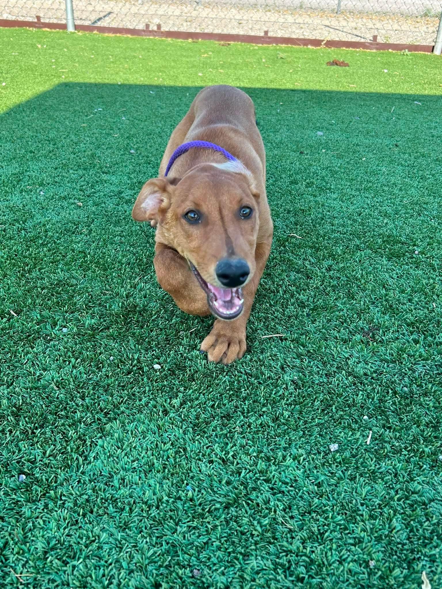 Cosmo, a ADOPTABLE mixed breed in Truth or Consequences , NM image 5/6