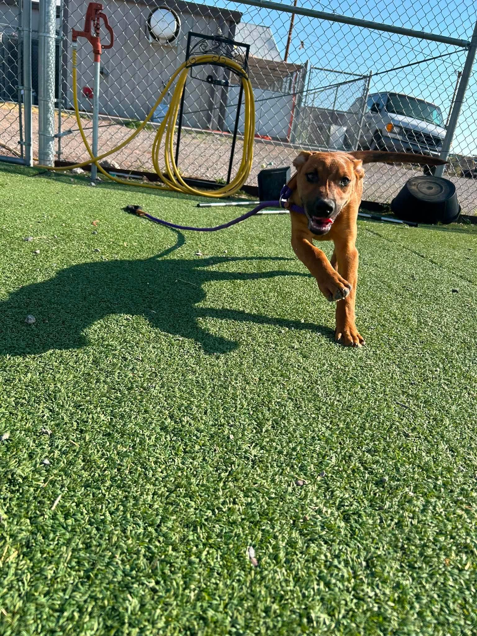Cosmo, ADOPTABLE, Young Male Greyhound & Rhodesian Ridgeback.