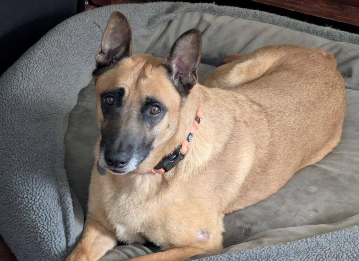 Roux, Adoptable, Adult Male Belgian Shepherd / Malinois.