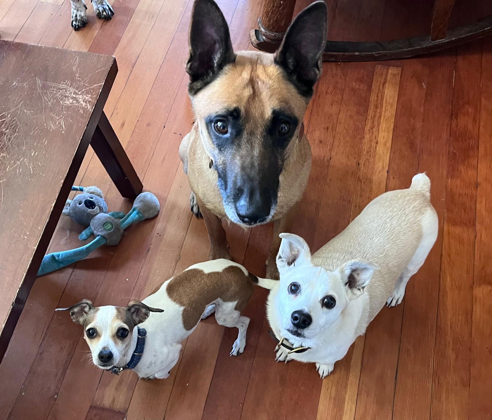 Enlarge Roux, a Adoptable Belgian Shepherd / Malinois in Santa Cruz, CA image 2/4
