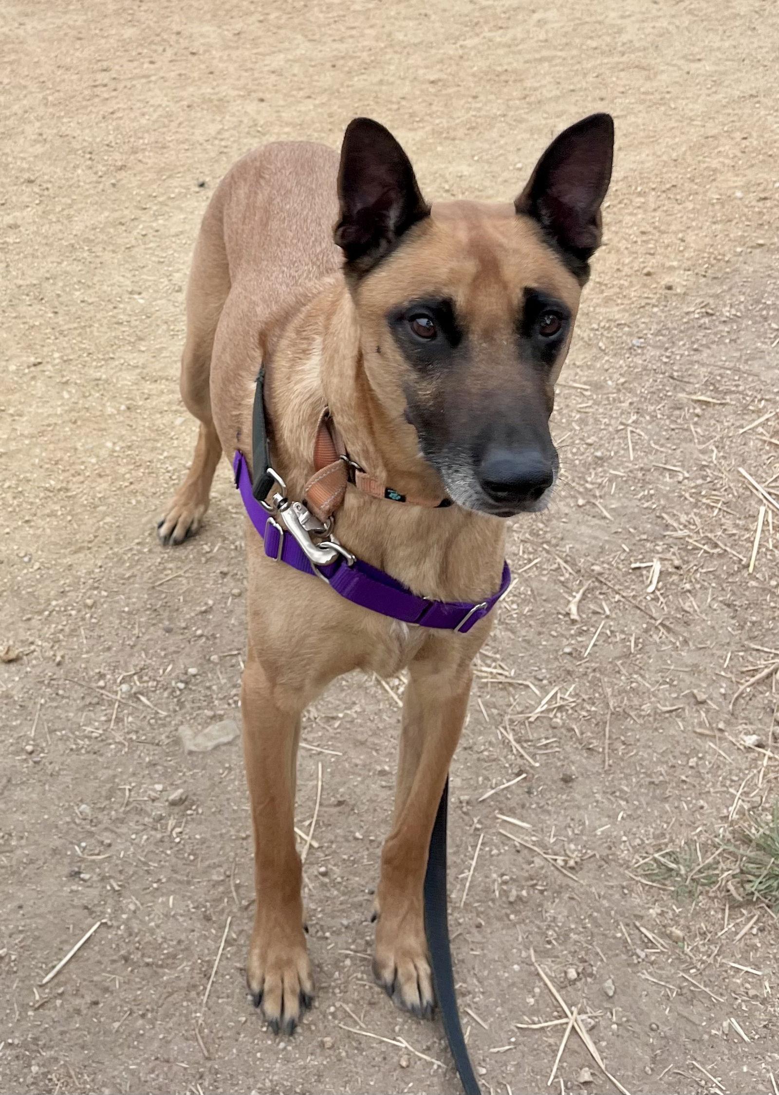 Enlarge Roux, a Adoptable Belgian Shepherd / Malinois in Santa Cruz, CA image 3/4