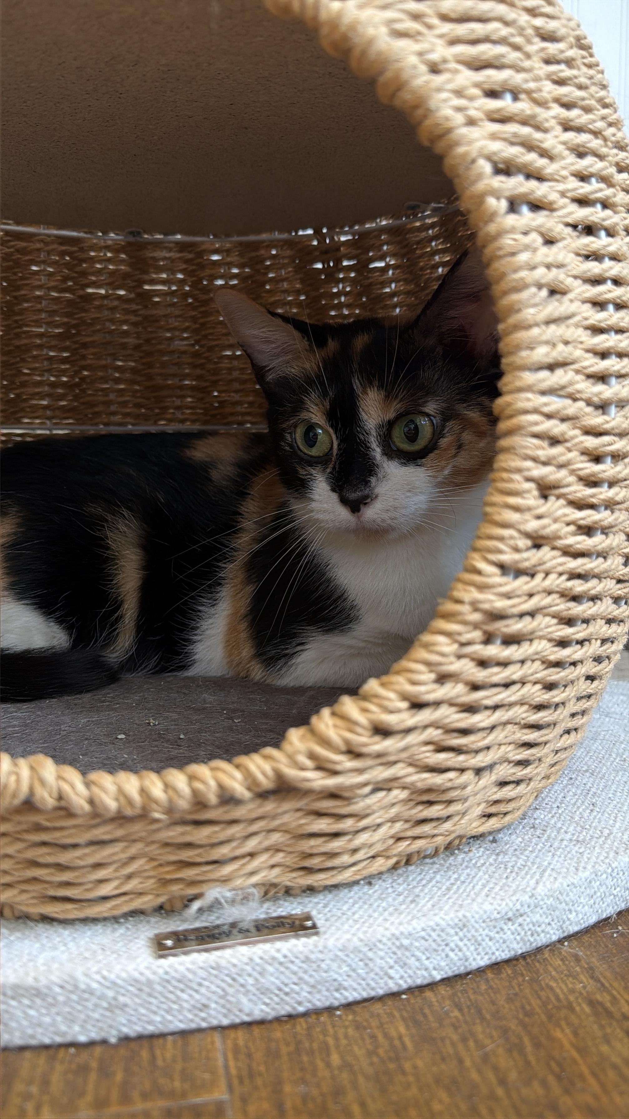 Plantain, Adoptable, Adult Female American Shorthair.
