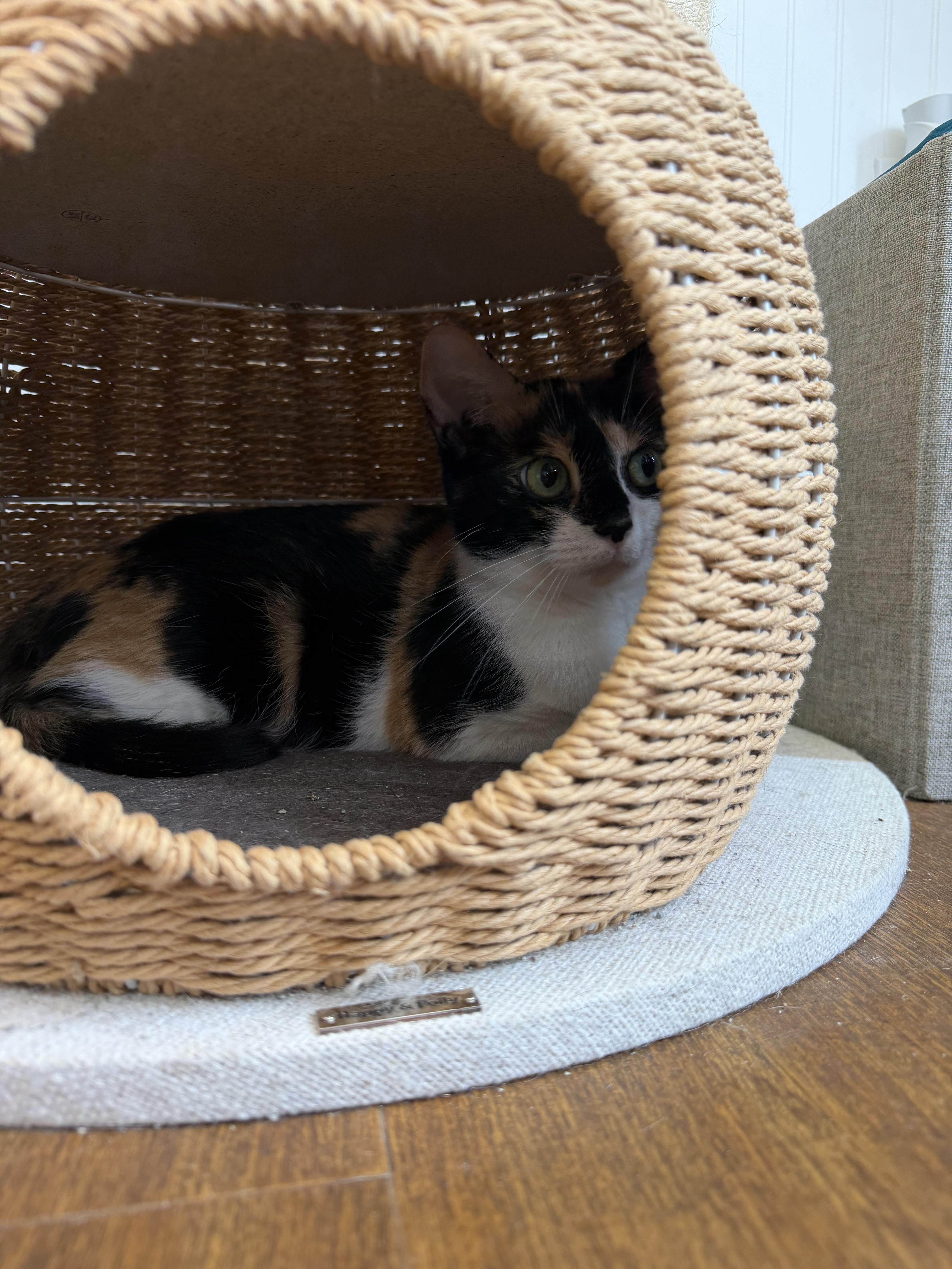 Enlarge Plantain, a Adoptable American Shorthair in Bethel Park, PA image 2/3