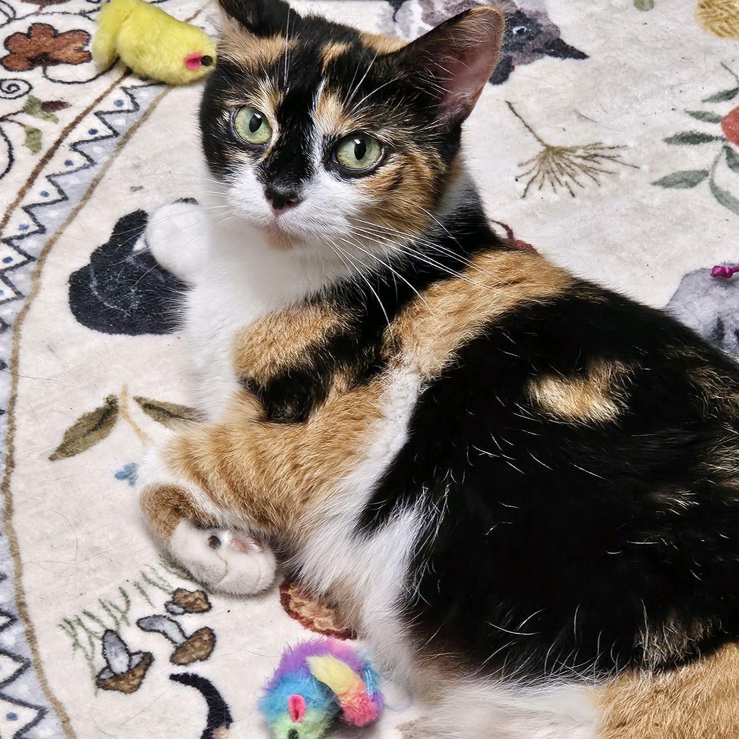 Enlarge Plantain, a Adoptable American Shorthair in Bethel Park, PA image 3/3