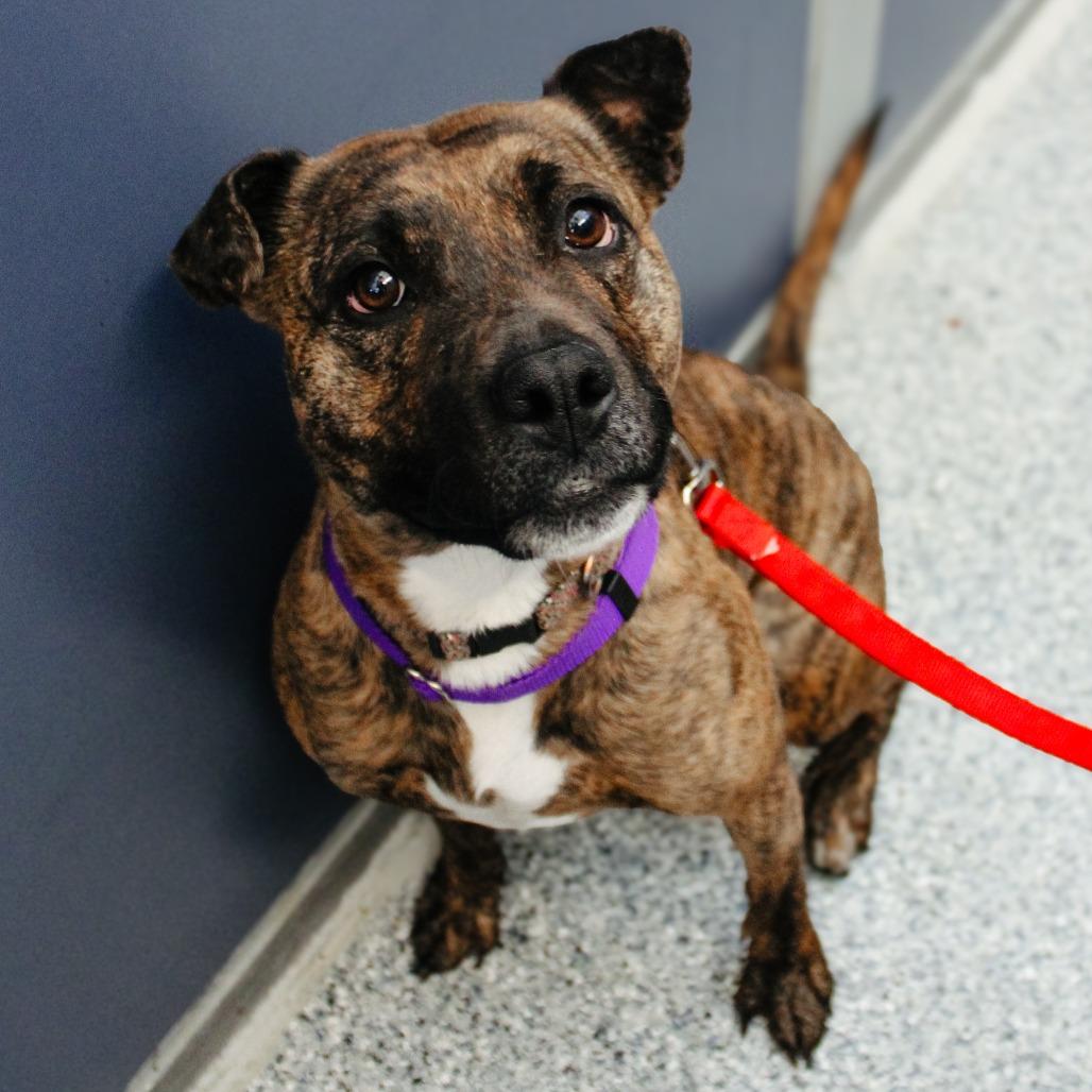 Athena, Adoptable, Adult Female Pit Bull Terrier & None.