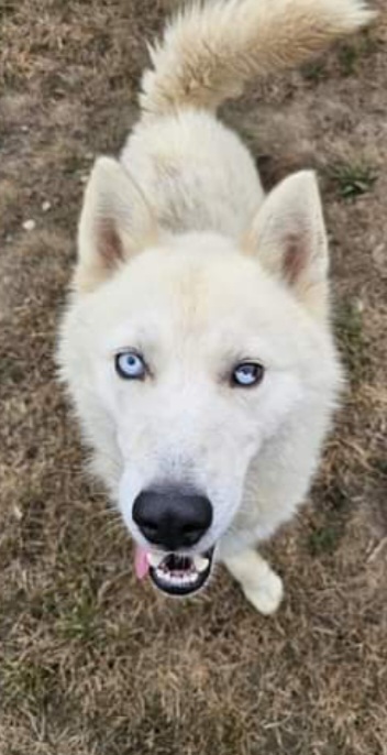 Aiko, Adult Male Husky