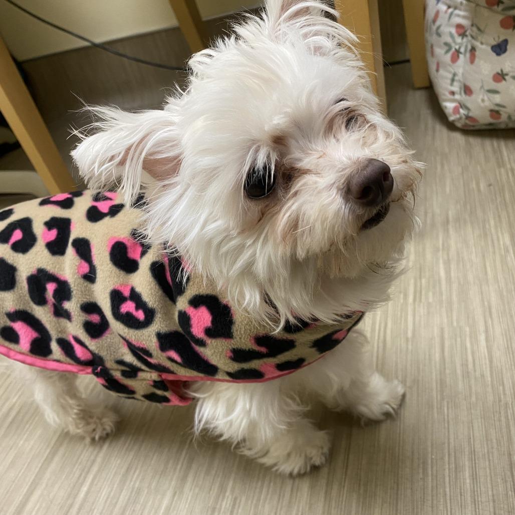 Blanca, Adoptable, Adult Female Maltese.