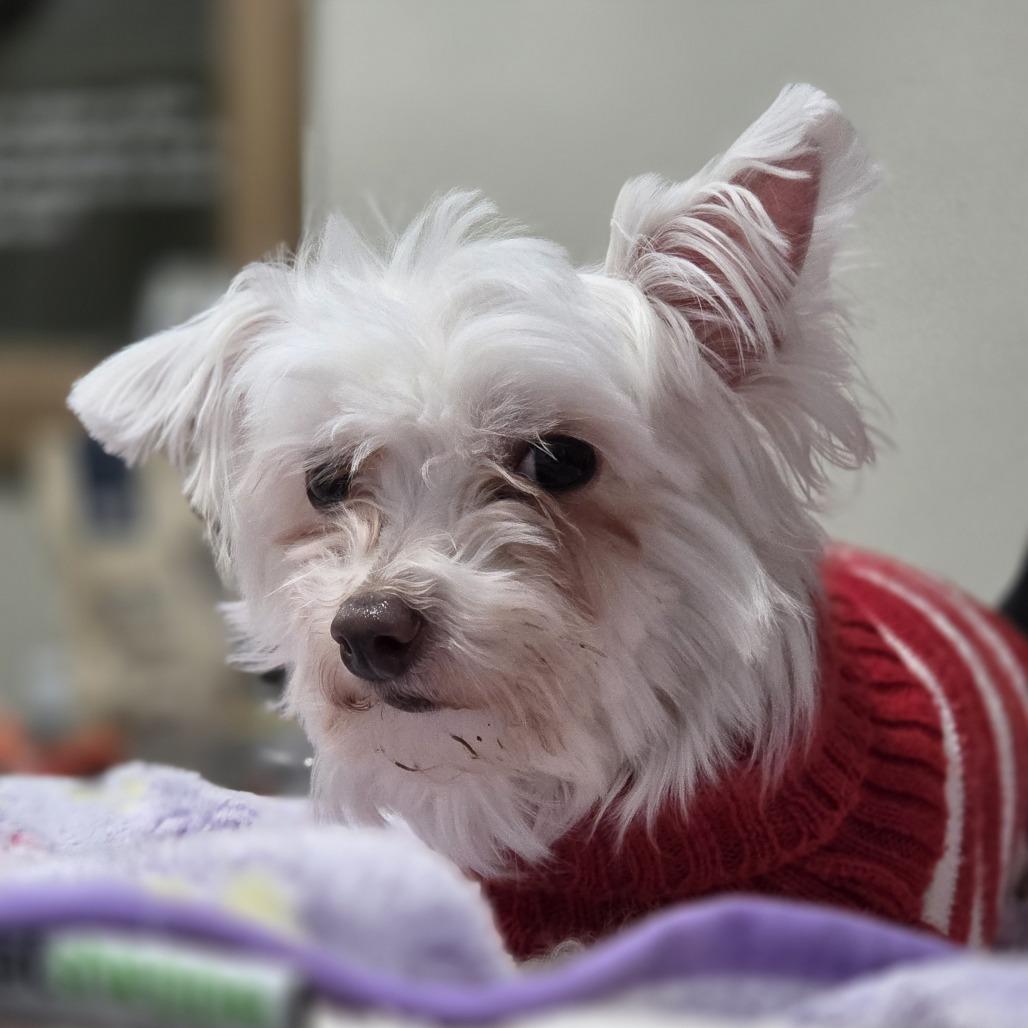 Enlarge Blanca, a Adoptable Maltese in Bedford, NH image 2/6