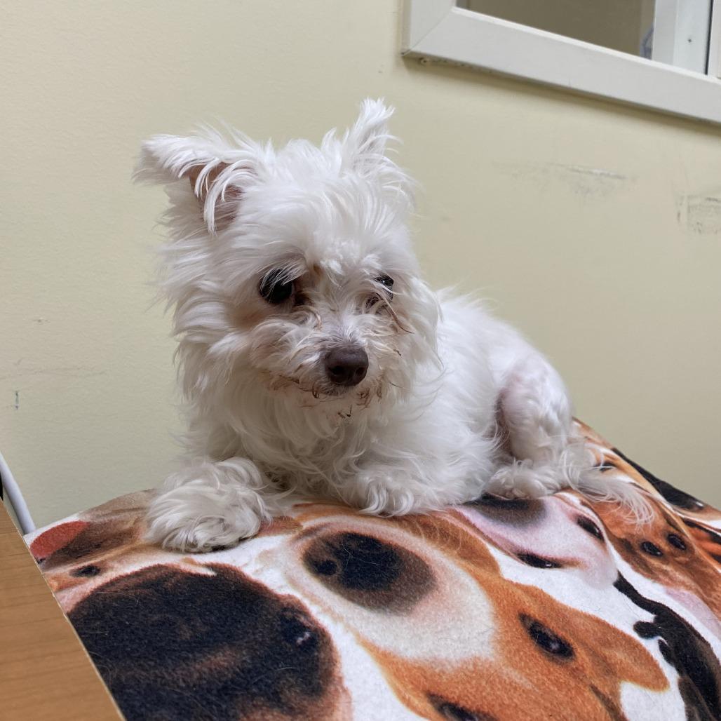 Enlarge Blanca, a Adoptable Maltese in Bedford, NH image 5/6