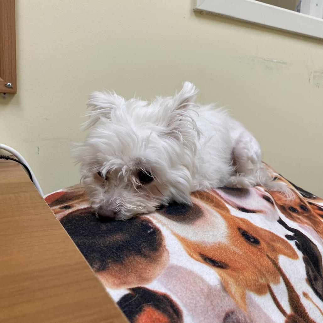 Enlarge Blanca, a Adoptable Maltese in Bedford, NH image 6/6