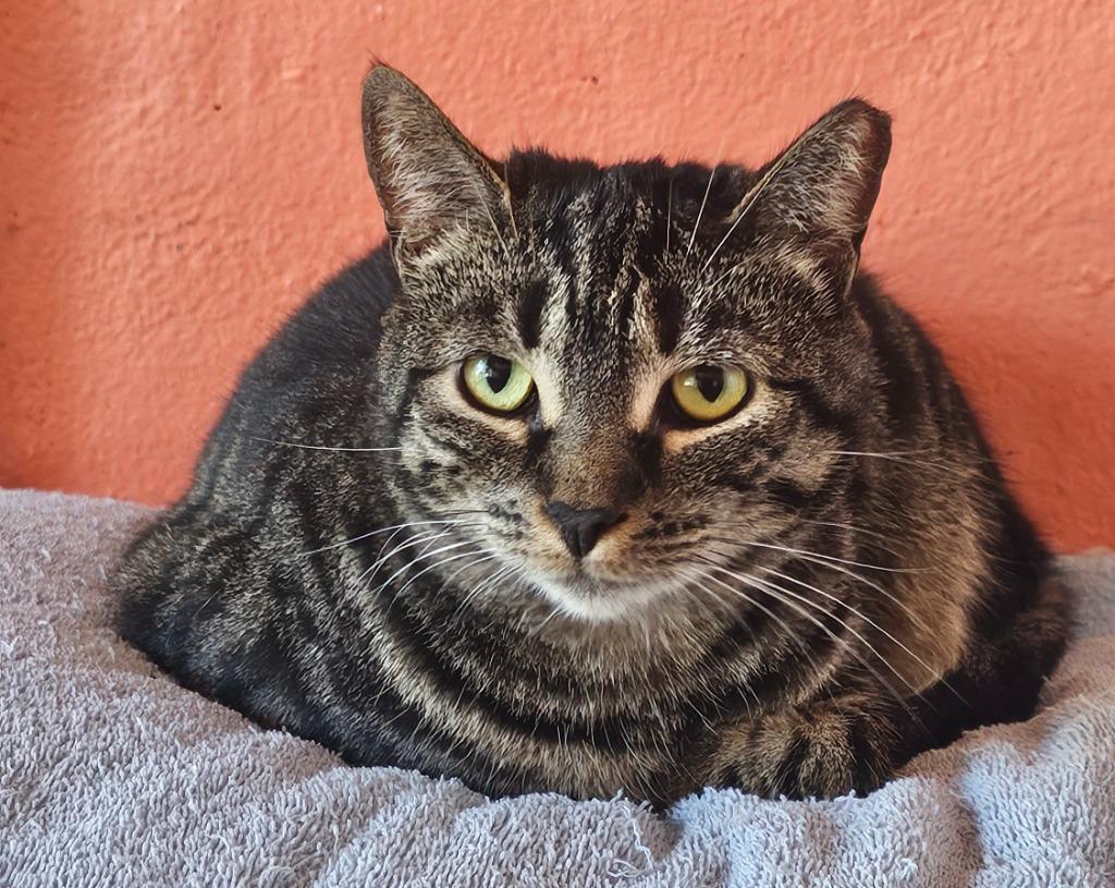 SHANNON/SAVANNAH, Adoptable, Young Female Domestic Short Hair.