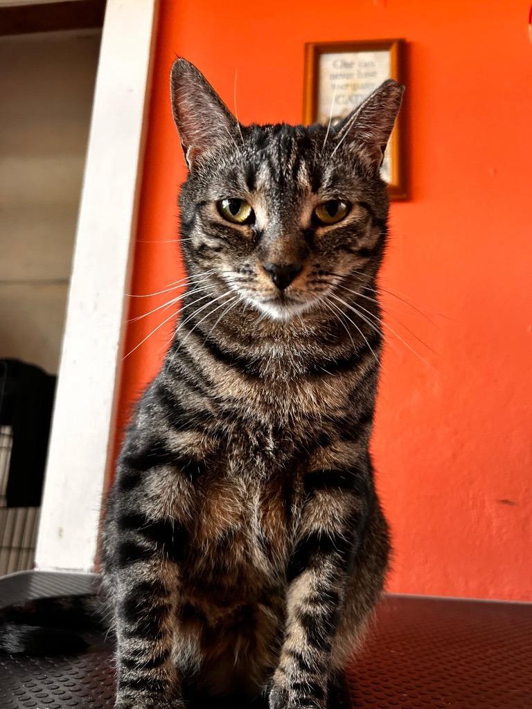 SHANNON/SAVANNAH, a Adoptable mixed breed in Marianna, FL image 2/2