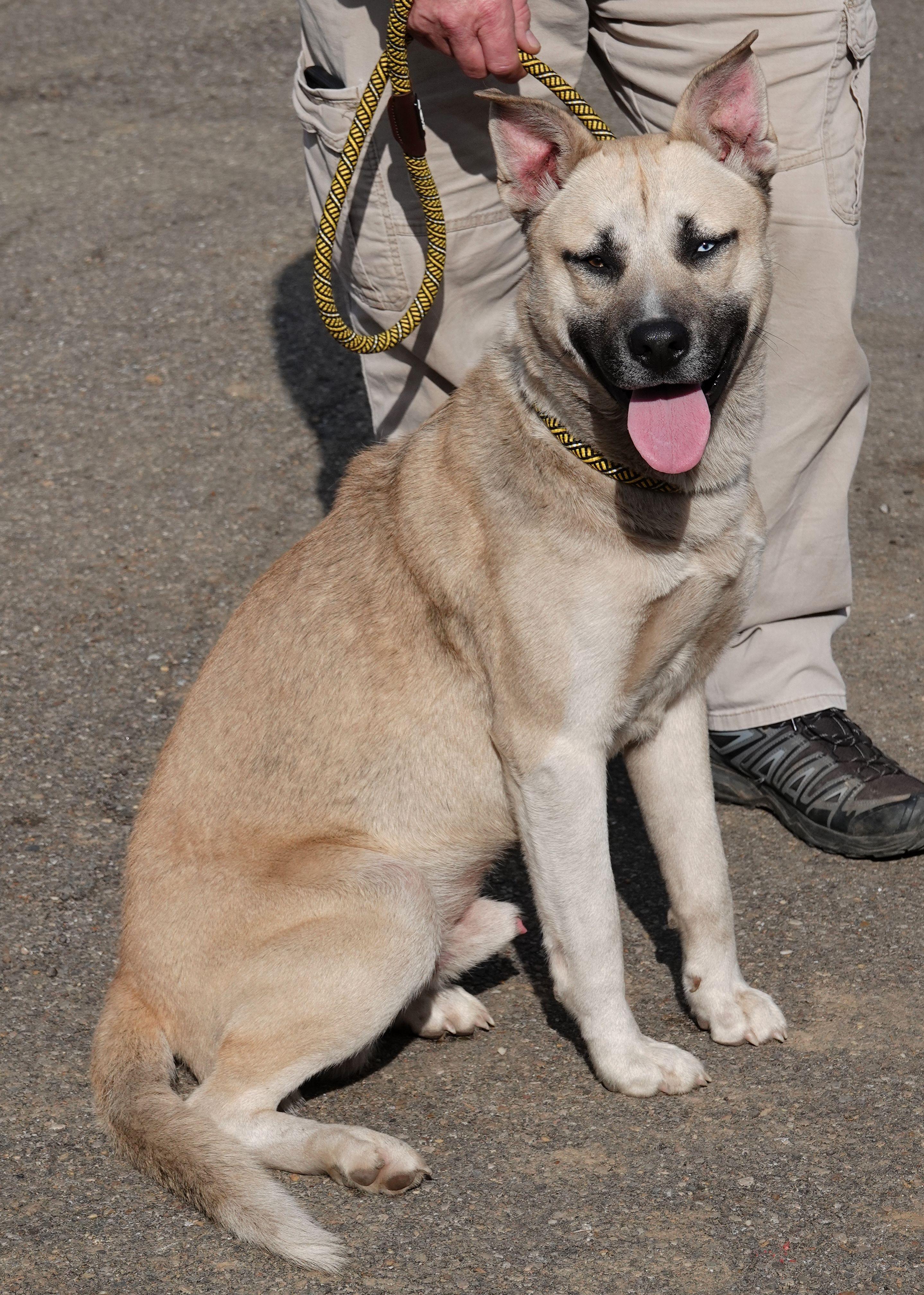 Pickle - REDUCED ADOPTION FEE photo 2