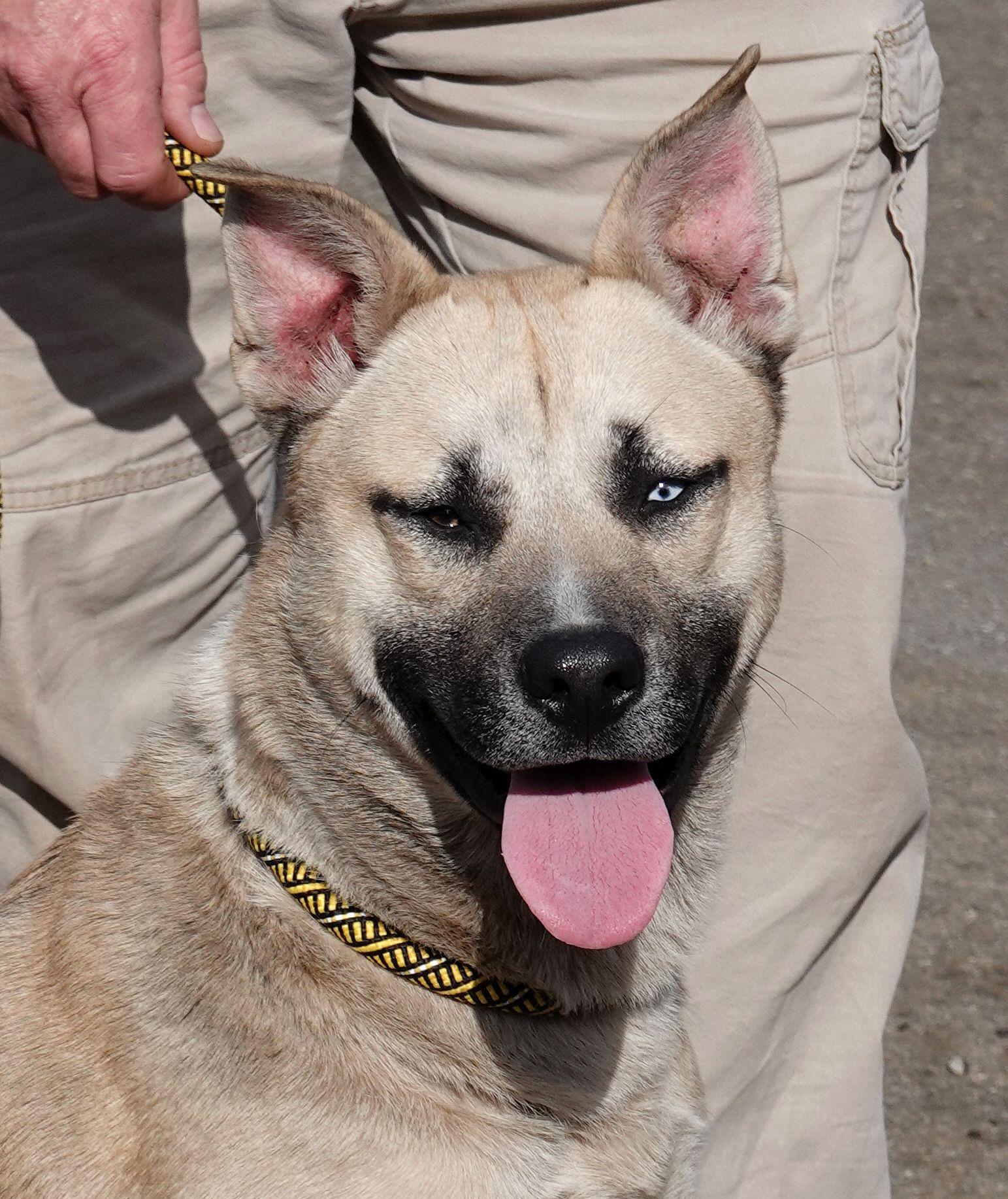 Pickle - REDUCED ADOPTION FEE