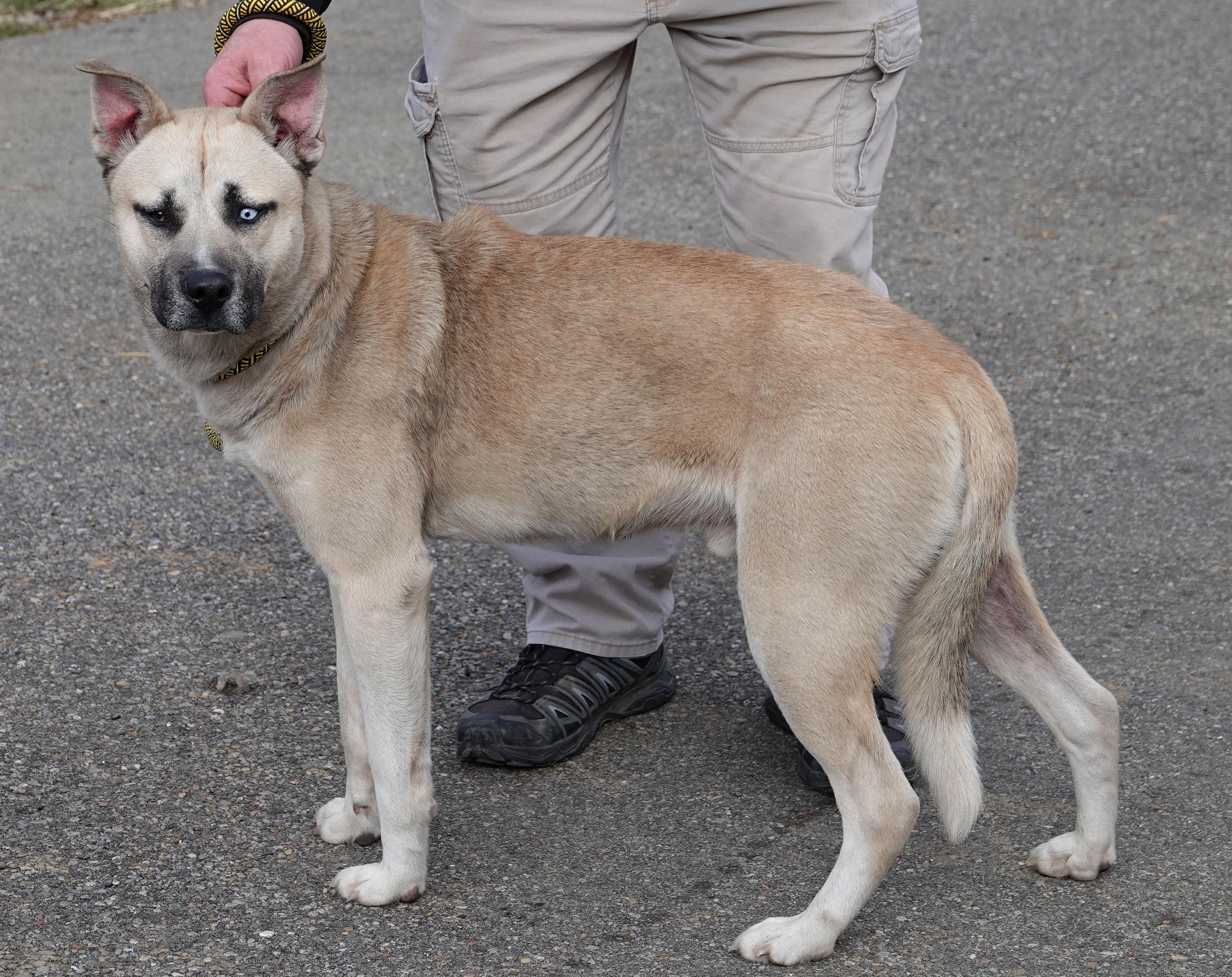 Pickle - REDUCED ADOPTION FEE photo 4