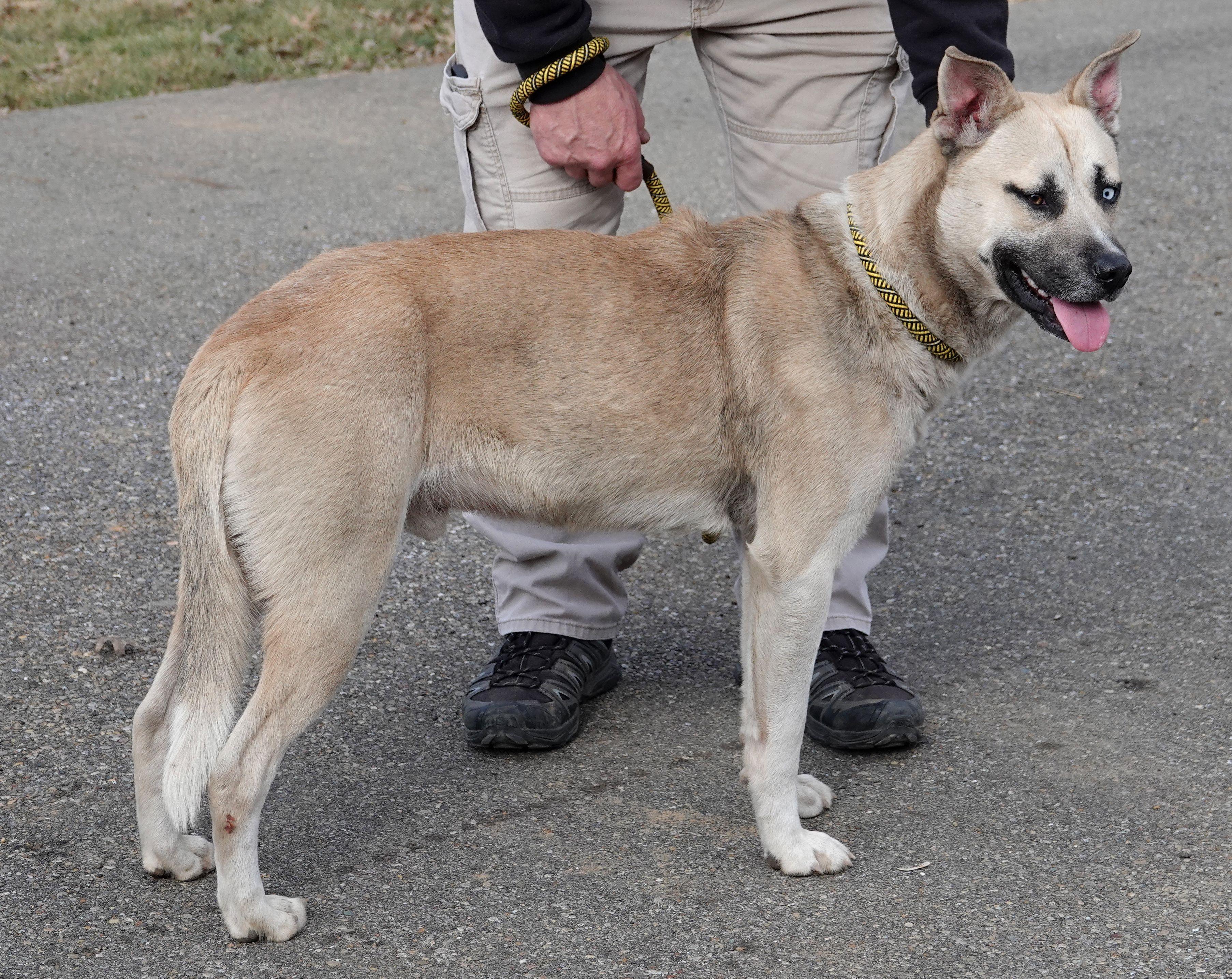 Pickle - REDUCED ADOPTION FEE photo 3