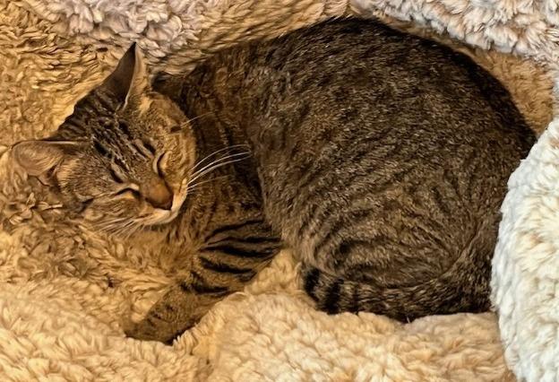 Myrtle, Adoptable, Adult Female Domestic Short Hair.