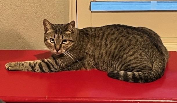 Enlarge Myrtle, a Adoptable mixed breed in Magnolia, TX image 2/3