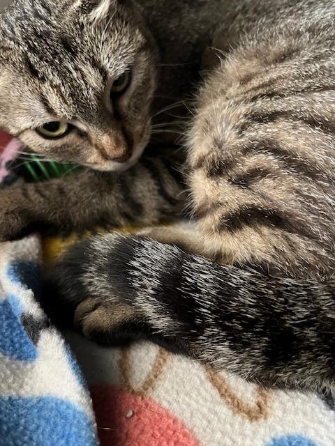 Enlarge Myrtle, a Adoptable mixed breed in Magnolia, TX image 3/3