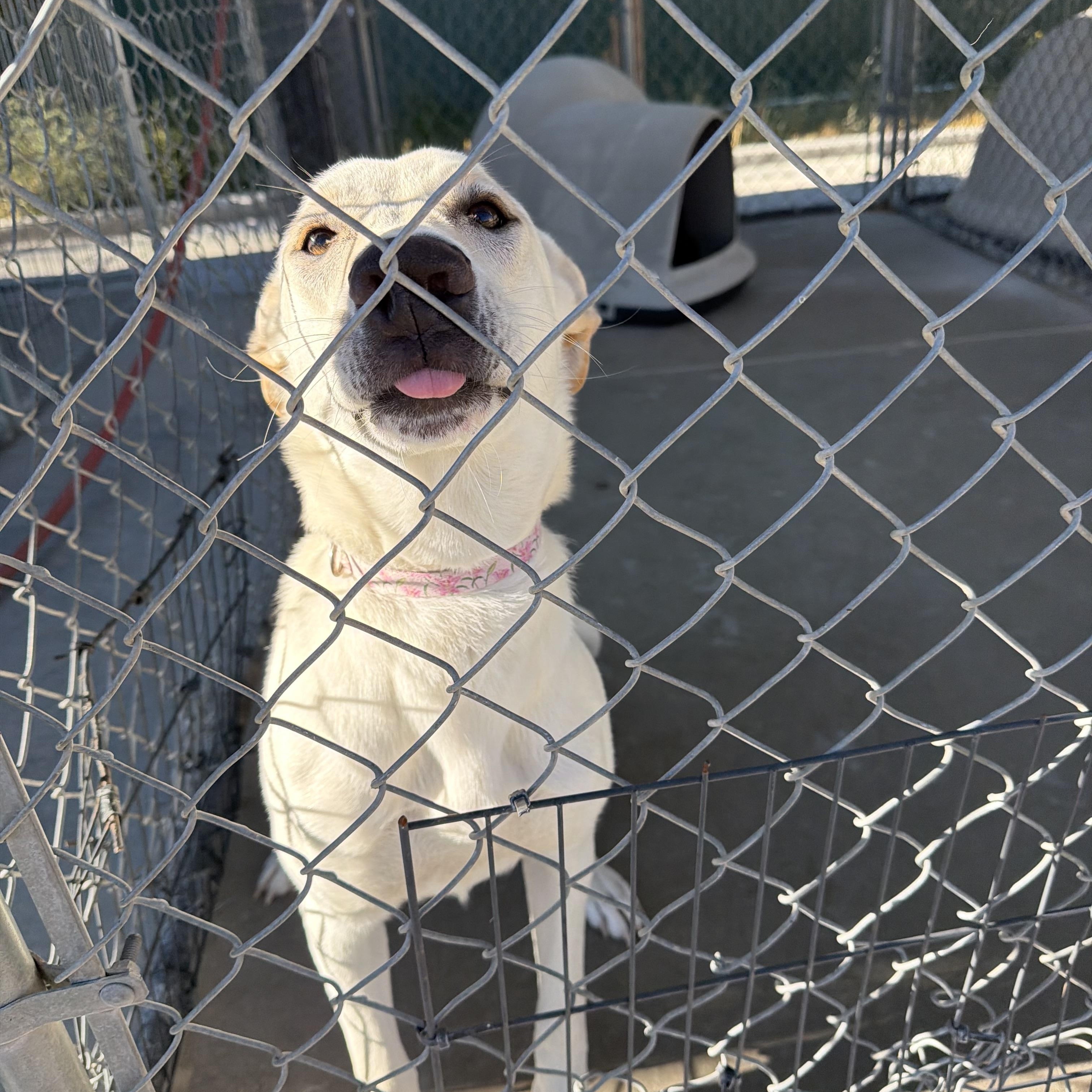 Lily, Adoptable, Young Female Pit Bull Terrier & Australian Cattle Dog / Blue Heeler.
