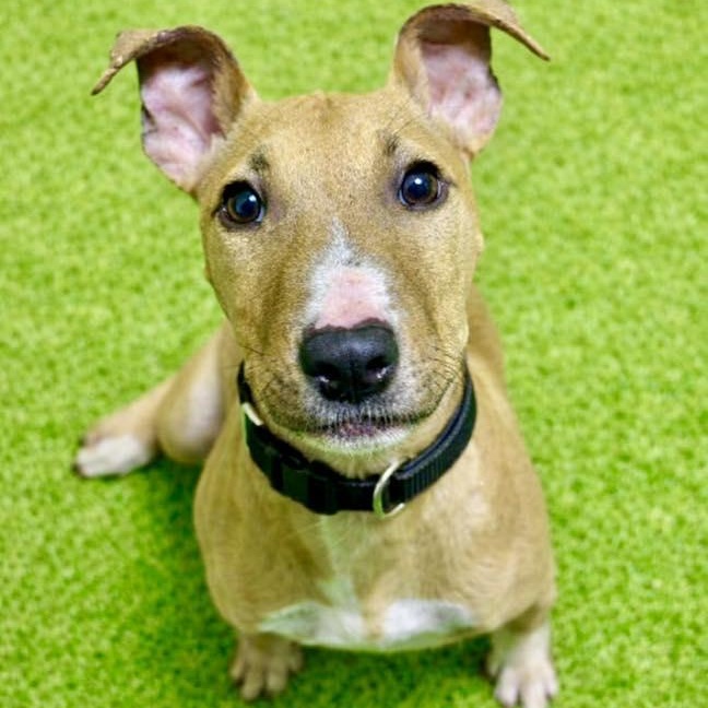 Eugene, adopted, Puppy Male Terrier.